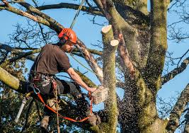 TRAVAUX ELAGAGE ET ABATTAGE